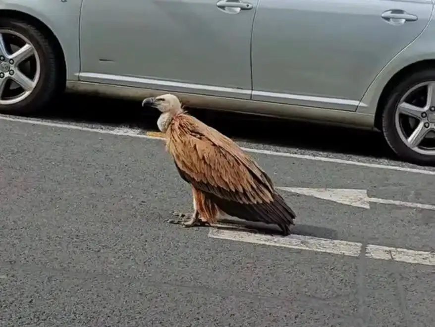Un buitre leonado paseando por Vitoria-Gasteiz.