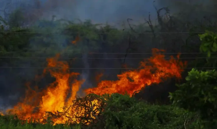 Incendio en medio del bosque
